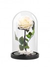 Trandafir alb criogenat