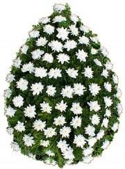 Coroana crizanteme albe